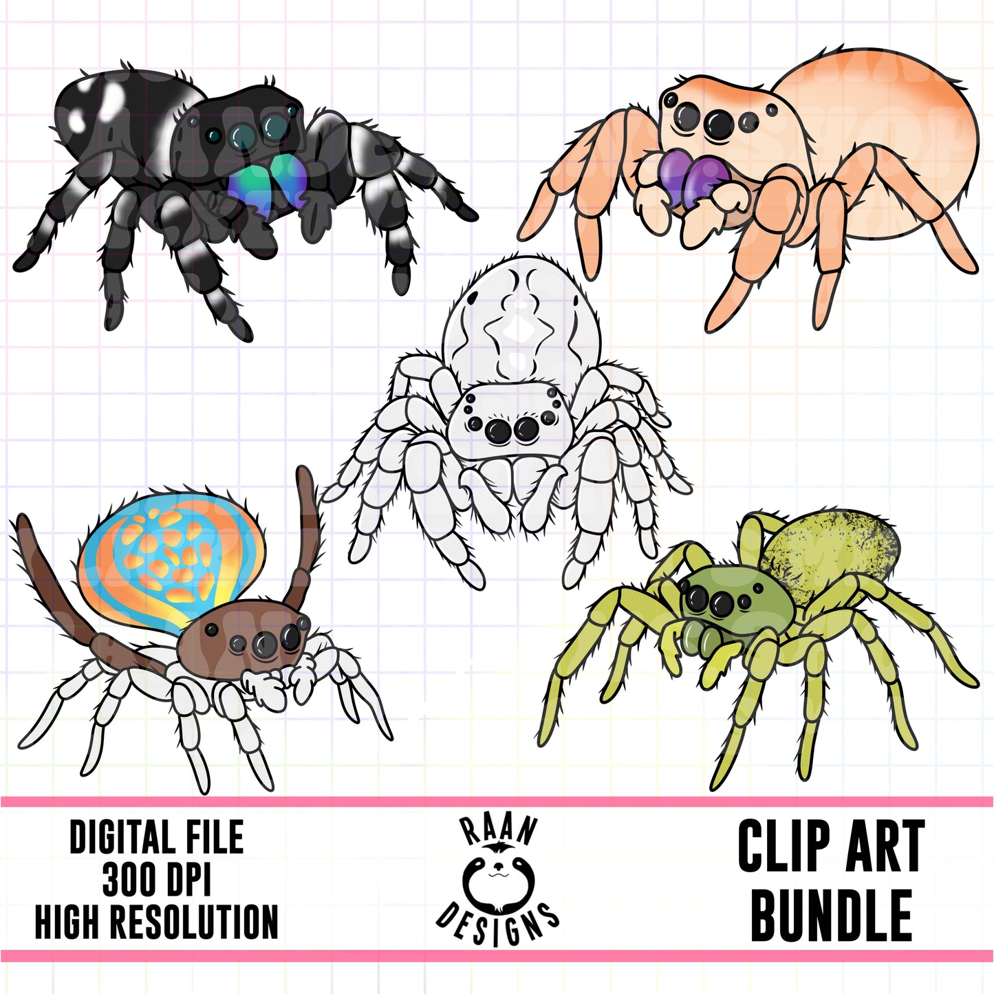 Jumping Spider-Clipart Bundle